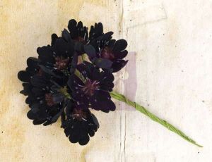 Květiny na scrapbooking - Engraver Flower Stem - Black