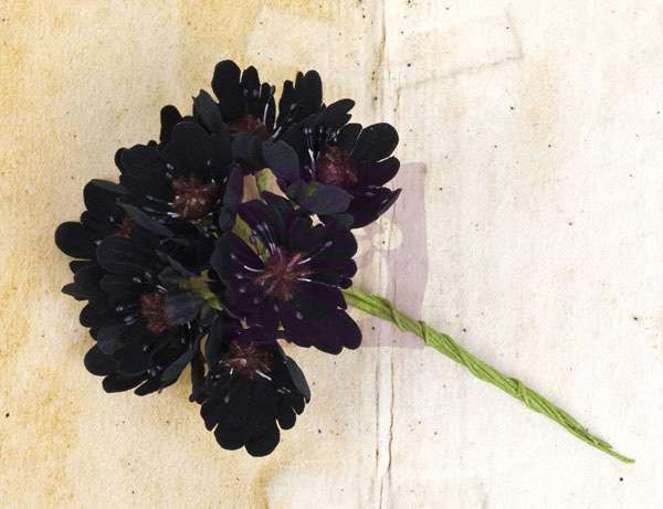 Květiny na scrapbooking - Engraver Flower Stem - Black Prima Marketing